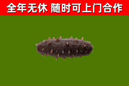周口市回收海参干